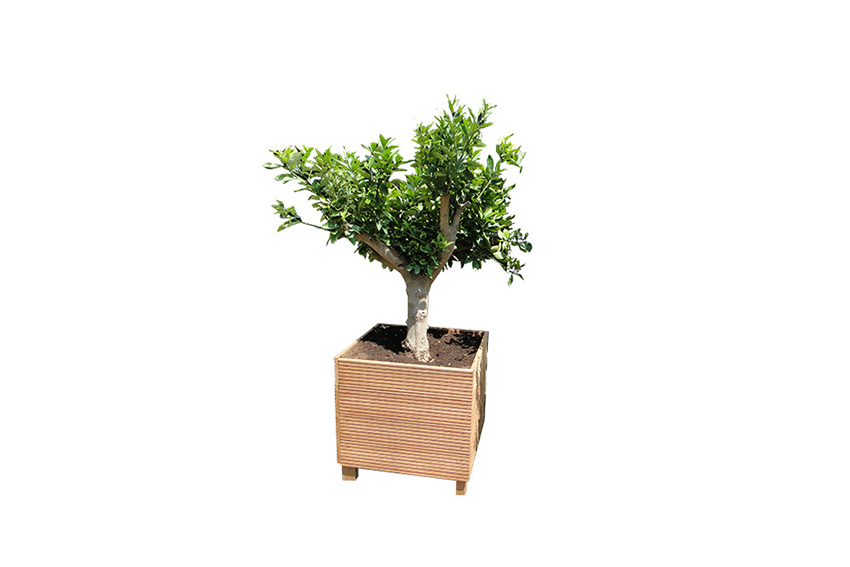 Plant | XL | Sinaasappelboom H230