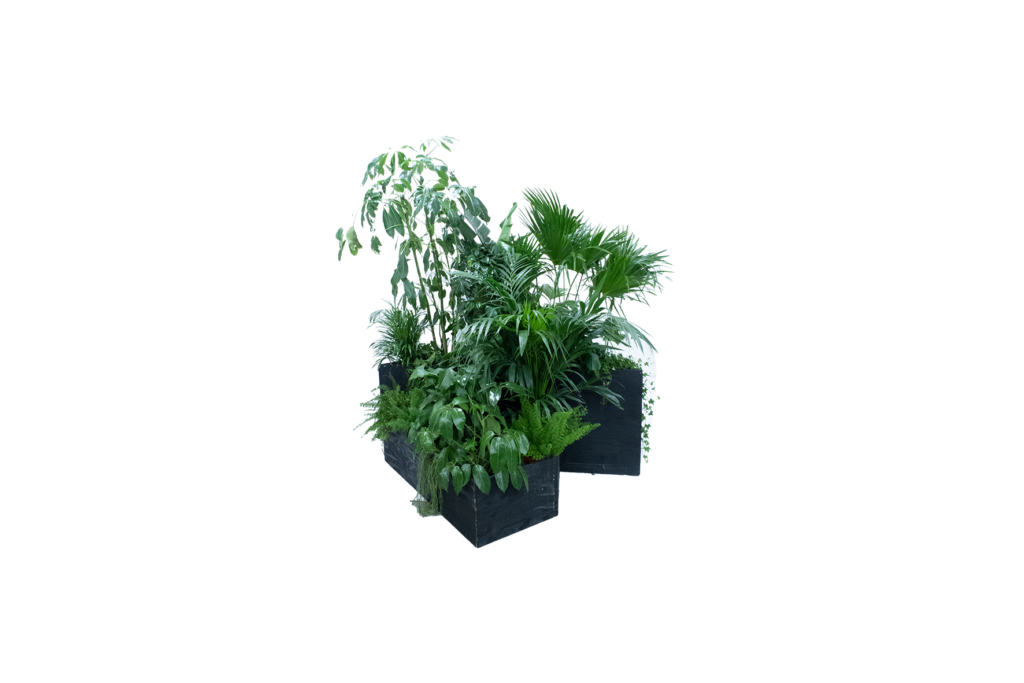 Kaapstad plantenbak compleet – incl. planten