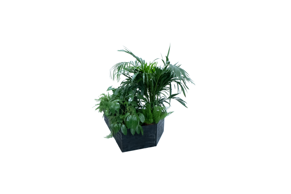 Kaapstad plantenbak vliegervorm – incl. planten L141xB100xH40