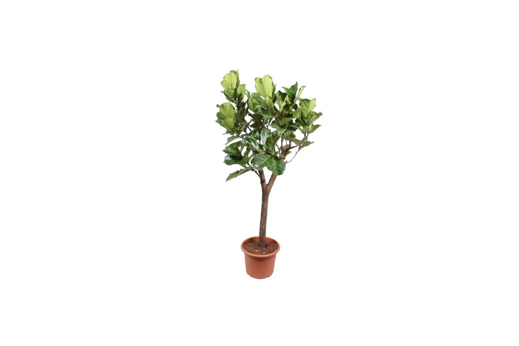 X | Plant | L | Ficus Lyrata H160