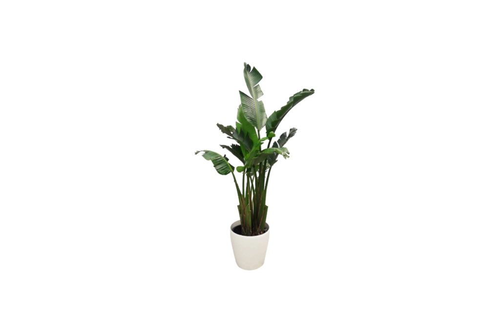 X | Plant | L | Strelitzia H180-220 (Ø34)