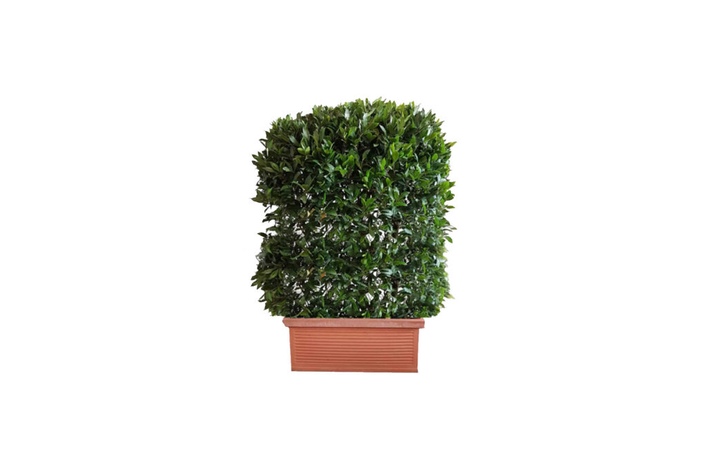 X | Haag S | Prunus incl houten bak H120-150