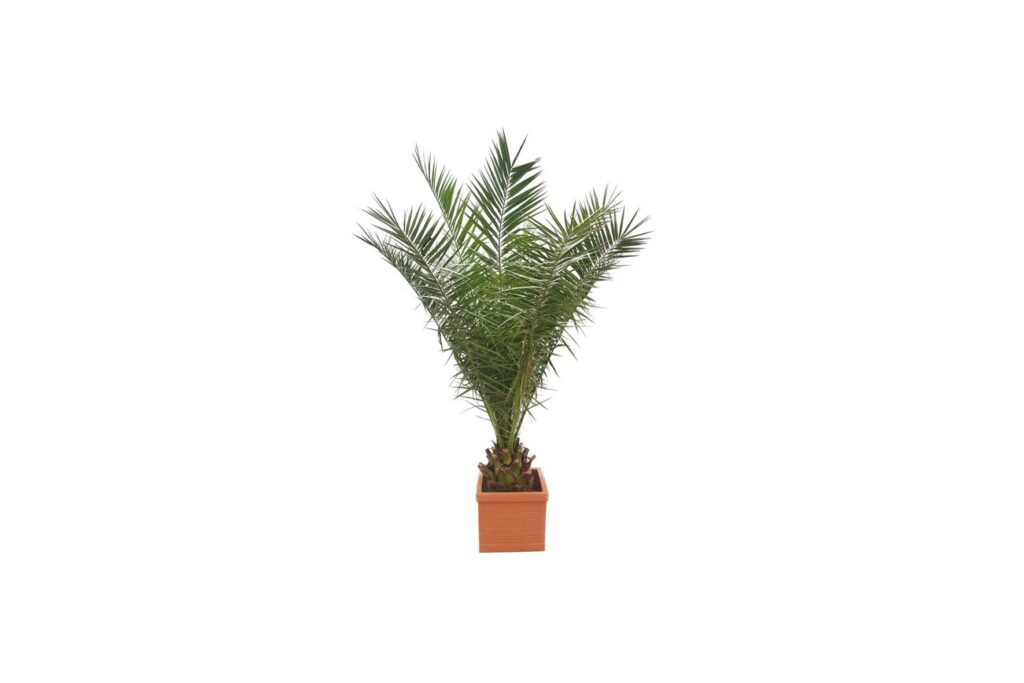 X | Palm M | Phoenix Canariensis H180-200 (Ø34)